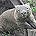 Wombat